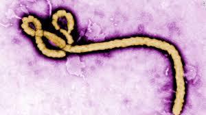 Ebola : transmitere sexuala de la un barbat declarat vindecat
