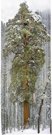 IMAGINI SPECTACULOASE. Uite cum arată copacul de 3.200 de ani! 