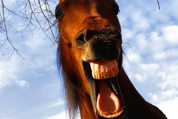 Cum se numea calul lui Ştefan cel Mare? Dacă nu știi răspunsul, pierzi cetăţenia română! 