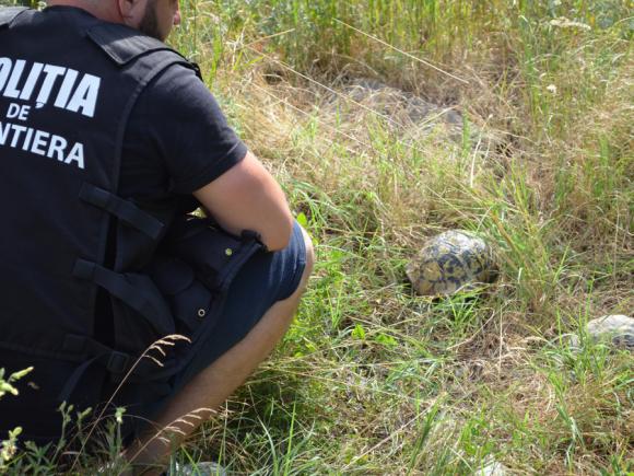 Traficant de ţestoase, prins de poliţişti. Ce pedeapsă riscă bărbatul şi cu cât vindea pe net una bucată ţestoasă