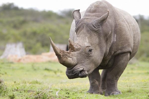 Incredibil! Cornurile de rinocer imprimate 3D vor revoluționa industria farmaceutică mondială