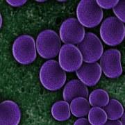 Super bacteria rezistentă la toate tratamentele 