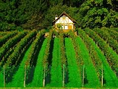 Cel mai scump vin din lume este un Bourgogne : 14.254 euro o sticlă 
