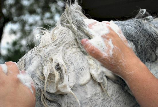 Se vînd în supărare: Șamponul & gelul pentru cai pe care-l folosesc oamenii. Chiar funcţionează!