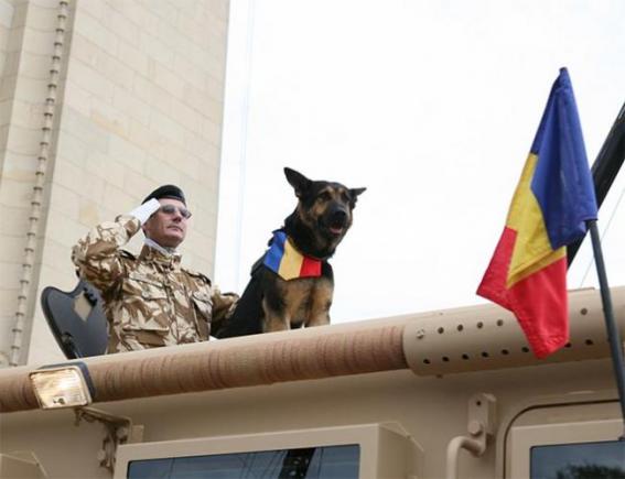 A murit Max, câinele de luptă al Armatei Române