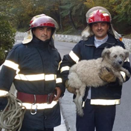 Cățel aruncat în Jiu, salvat de pompierii și salvamontiștii din Petroşani