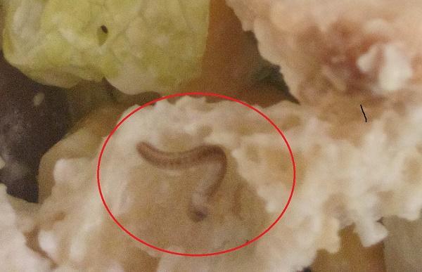 Ce mai găsesc românii prim mâncarea de Fast Food: Am găsit un vierme viu după ce am mâncat jumătate de salată!