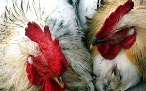 Două noi cazuri de gripă aviară, în crescătoriile din Franţa
