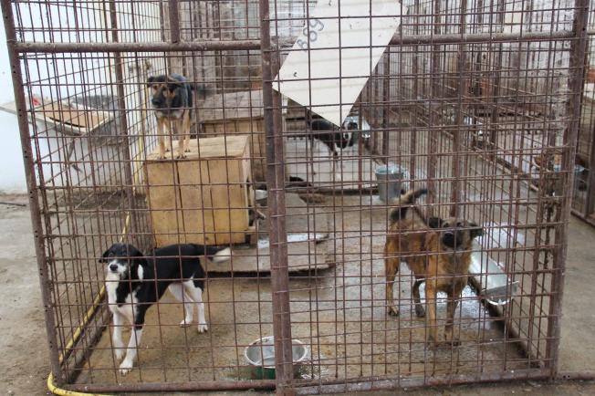 Un medic veterinar din Elveția și-a vândut clinica privată: ”Am venit să salvez câinii din România”