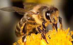 Raport ONU: Scade numărul albinelor şi fluturilor şi creşte riscul de a rămâne fără cafea,ciocolată, fructe