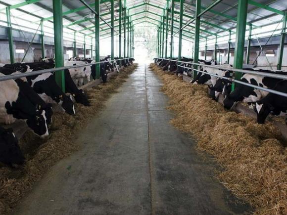 Şeful ANSVSA ne lămureşte:„tot laptele de la fermierii din România este bun de consum“
