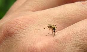  Vine căldura, vin ţânţarii: West Nile, cu meningita, şi Aedes Albopictus, cu virusul Zika !