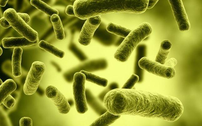 Bacteria care sperie planeta, rezistentă la toate antibioticele 