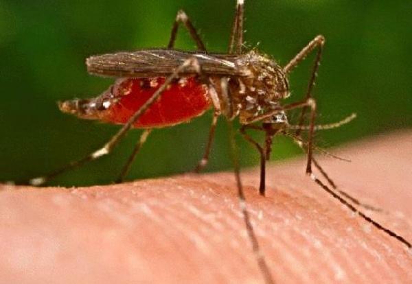 Primul deces din acest an provocat de virusului West Nile, transmis de țânțari