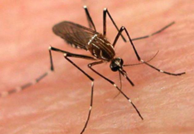 Două noi decese provocate de virusul West Nile, transmis de ţânţari