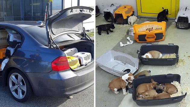 Incredibil! Un român a ascuns 47 de cățeluși în mașina sa. Ce s-a întâmplat la graniţa ungaro-austriacă