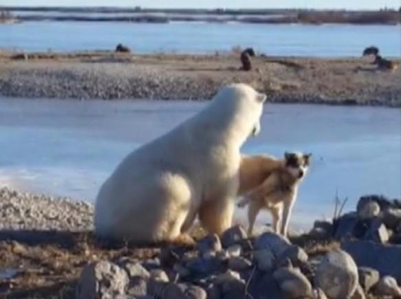 O condamnare la moarte = Tandrețea unui urs polar cu un cățel (VIDEO)
