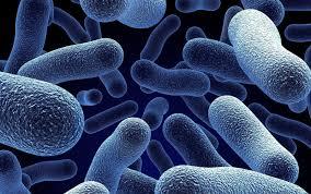 Bacteria care se comportă ca un antibiotic și elimină infecțiile