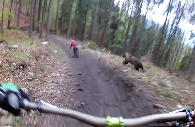Bicicliști fugăriți de urs prin pădure (VIDEO)