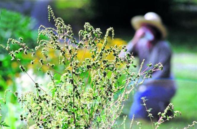 Dr. Adriana Tudose: Ambrozia are un vârf al concentrației de polen din august până în octombrie!