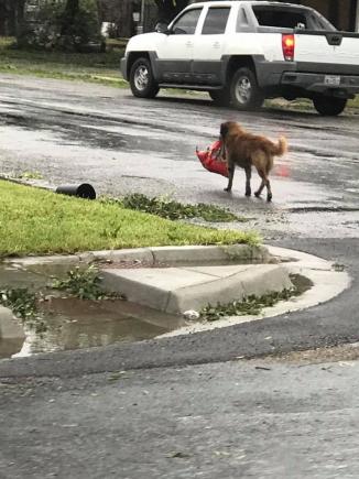 Poza unui câine speriat de furtună a devenit virală