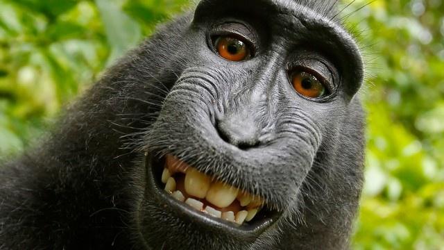 Cum s-a încheiat disputa pe celebrul selfie cu maimuţa