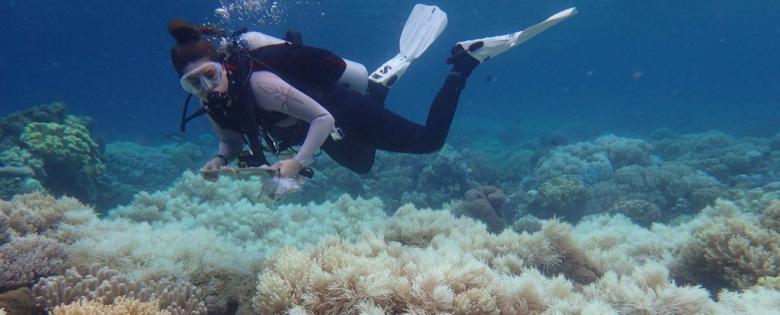 O veste bună: Marea barieră de corali nu e moartă