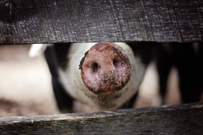 UPDATE. Premierul Bulgariei acuză turiştii români pentru răspândirea virusului pestei porcine