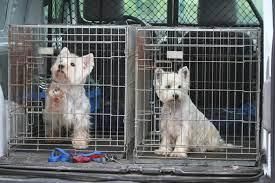 Festivalul cărnii de câine din China: 386 de câini salvați în drumul lor spre abator