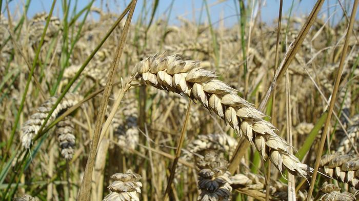 Există dovezi că forțele ruse au furat cereale din Ucraina