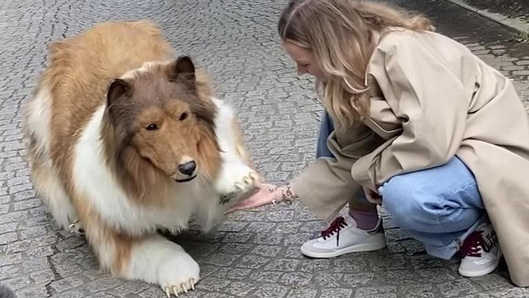 Un japonez a cheltuit 14.000 de euro pentru a „deveni câine”: tocmai a făcut prima plimbare! (video)
