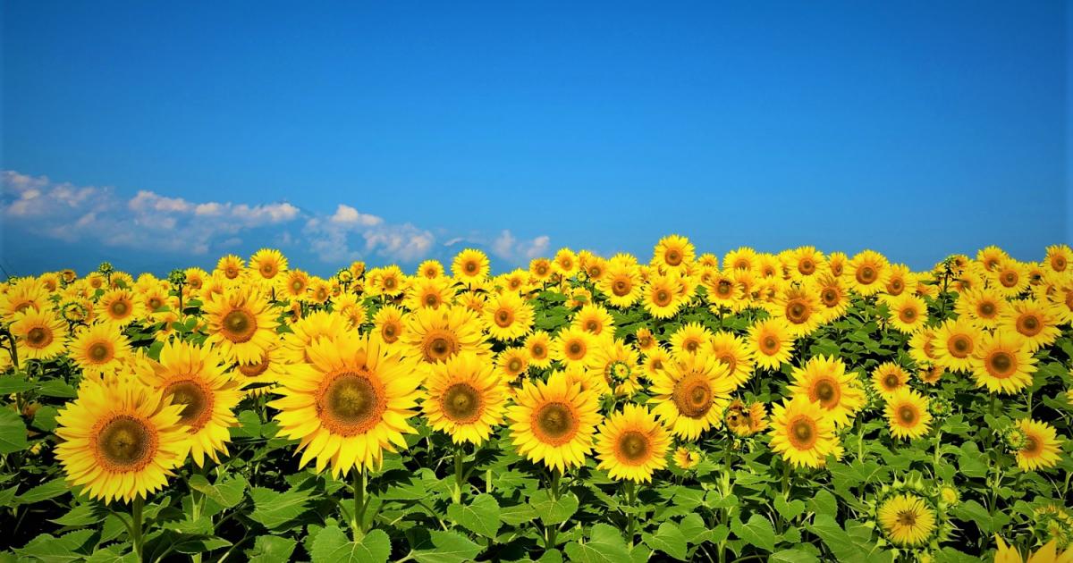 Cinci beneficii ale consumului de seminţe de floarea-soarelui