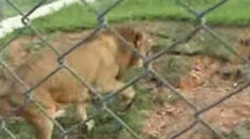 EMOȚIONANT! Primii pași în libertate ai unui leu, după 13 ani petrecuți în cușcă (VIDEO)