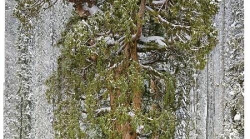 IMAGINI SPECTACULOASE. Uite cum arată copacul de 3.200 de ani! 