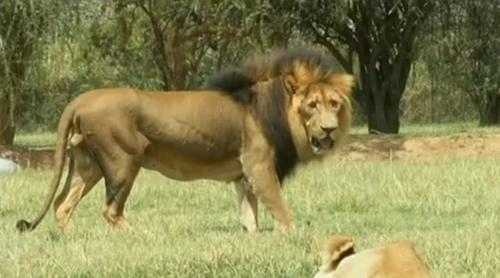 ATAC SÂNGEROS! Tânără din SUA, UCISĂ de o leoaică într-o rezervație din Africa de Sud (VIDEO)