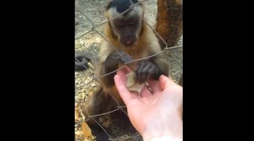O maimuţă învaţă omul cum să zdrobească frunzele
