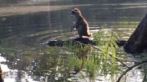 Poza unui raton călărind un aligator, virală pe internet
