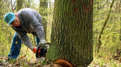 AUSTRIA. Un român a fost ucis de copacul pe care îl tăia