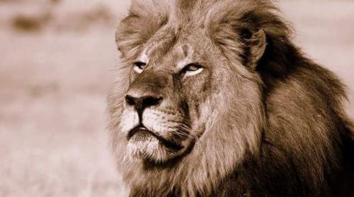 Un medium din SUA susţine că a vorbit cu leul Cecil