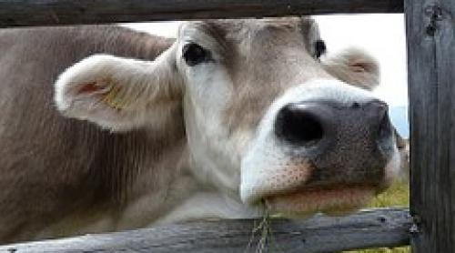 Boala vacii nebune: O moleculă care deschide calea obţinerii primului medicament contra acestei boli 