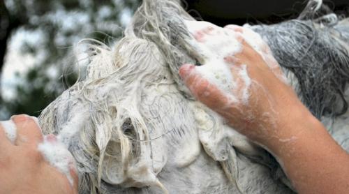 Se vînd în supărare: Șamponul & gelul pentru cai pe care-l folosesc oamenii. Chiar funcţionează!
