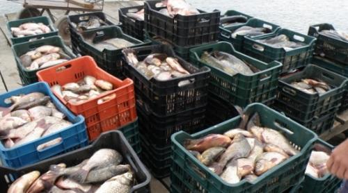 Braconierii din Delta Dunării au rămas fără peşte 