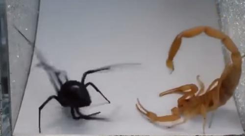 Pe viață și pe moarte. Păianjenul Văduva Neagră vs Scorpionul. Cine câștigă? (VIDEO)