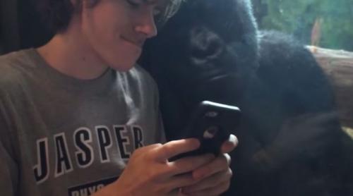 VIDEO: Un băiat, o gorilă şi un iphone, clipul pe cale să devină viral