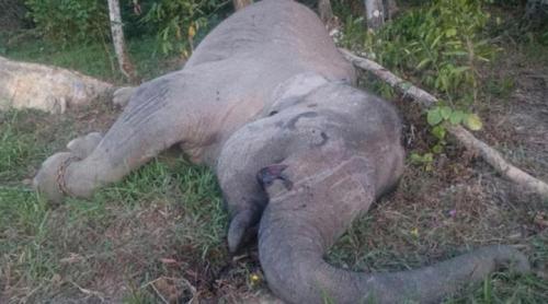Un alt animal emblematic, ucis de braconieri: elefantul Yongki
