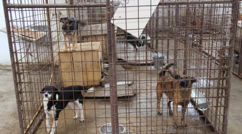 Un medic veterinar din Elveția și-a vândut clinica privată: ”Am venit să salvez câinii din România”