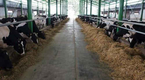 Şeful ANSVSA ne lămureşte:„tot laptele de la fermierii din România este bun de consum“