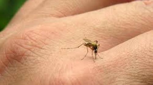  Vine căldura, vin ţânţarii: West Nile, cu meningita, şi Aedes Albopictus, cu virusul Zika !