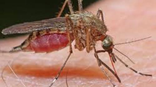 Chinezii au o uzină pentru infertilizarea țânțarilor care transmit Zika