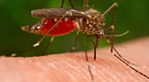 Primul deces din acest an provocat de virusului West Nile, transmis de țânțari